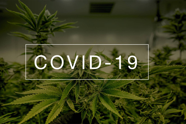 Cannabis Versus Covid